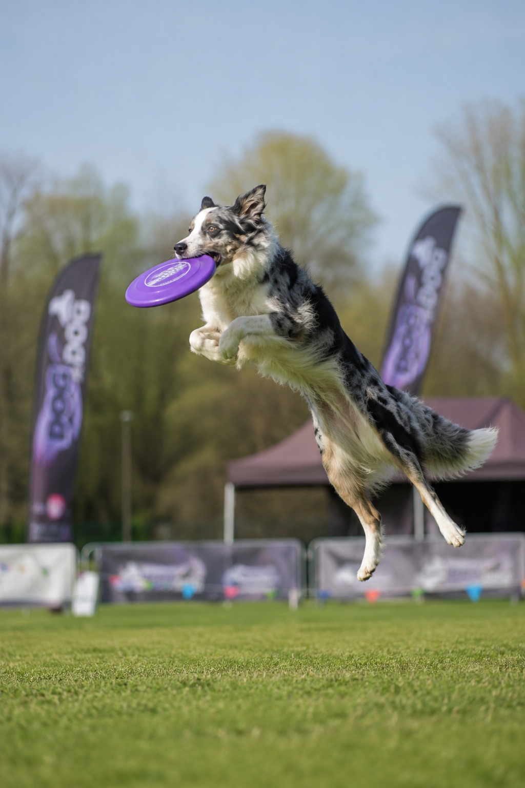 Disc Dog